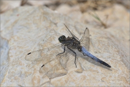<p>VÁŽKA ČERNOŘITNÁ - (Orthetrum cancellatum) Šluknovsko - Jiříkov ---- /Black-tailed skimmer - Großer Blaupfeil/</p>